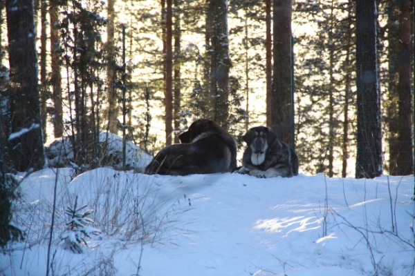 Guarding
Erbi and Quantum
Keywords: antero Erbi QuÃ¡ntum snow nieve