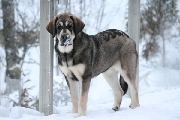 Erbi de Anaise 6 meses
Erbi de Anaise 
关键词: snow nieve antero