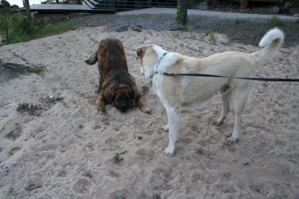 Jugando
Siru Y Paavo
Keywords: antero