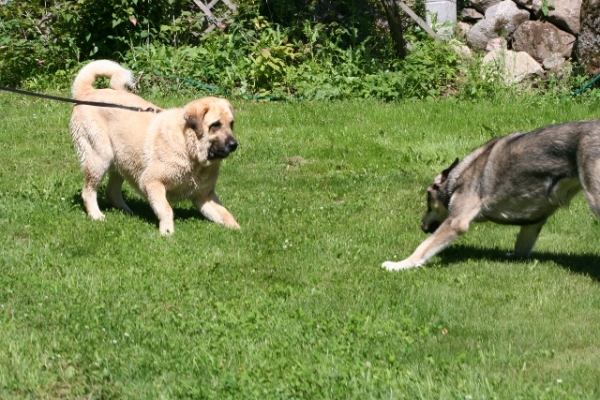 Jugando 2
Erbi de Anaise y Trueno de Bao La Madera
Keywords: antero