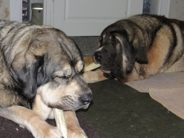 Erbi and Quántum with skinbones
They eat in harmony occasionally skinbones, sometimes real bones - a bit messy on the carpet, but never mind, it can be cleaned - something must be there to do when outside is so cold.
Keywords: antero Erbi QuÃ¡ntum