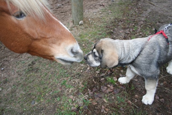 Nuevas companieros - Erbi de Anaise con caballo
Keywords: pet antero