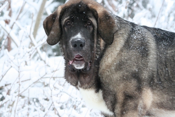 Me estoy divirtiendo
Quántum Mastibe
Keywords: antero snow nieve QuÃ¡ntum