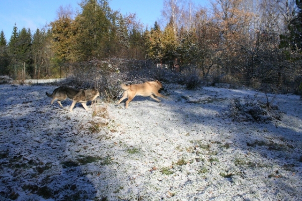 Primero nieve - que allegria!
Erbi y Trueno 
Keywords: antero snow nieve Erbi Trueno