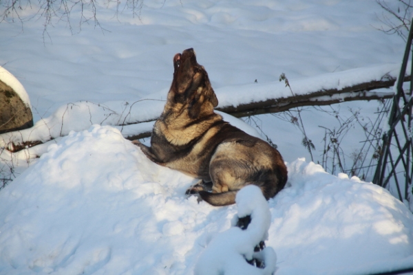 Quantum guarding
He loves to lay on a 2 m high snow hill, from where he can see far
Keywords: antero snow nieve QuÃ¡ntum