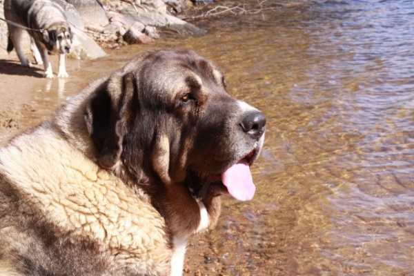 Enjoying the lake
Refreshing water after a warm day
Keywords: antero QuÃ¡ntum Mastibe