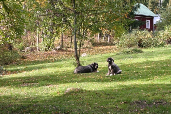 Otoño
Quántum Mastibe y Erbi de Anaise
Keywords: antero QuÃ¡ntum Erbi