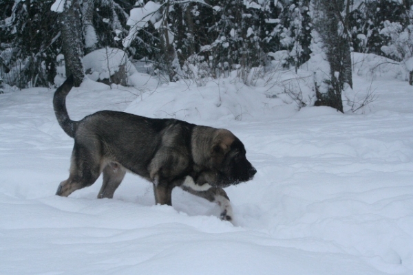 Quántum Mastibe
6 meses 28.12.
Keywords: antero snow nieve QuÃ¡ntum