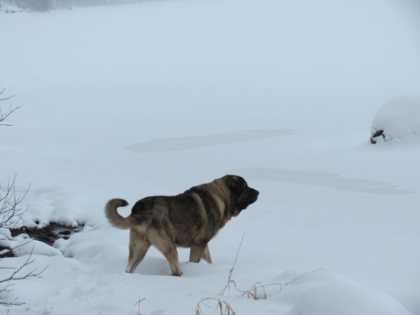 Quántum in snow
Quántum Mastibe
Nøkkelord: antero snow nieve QuÃ¡ntum