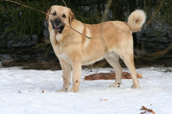 Trueno sonriendo
Keywords: snow nieve antero