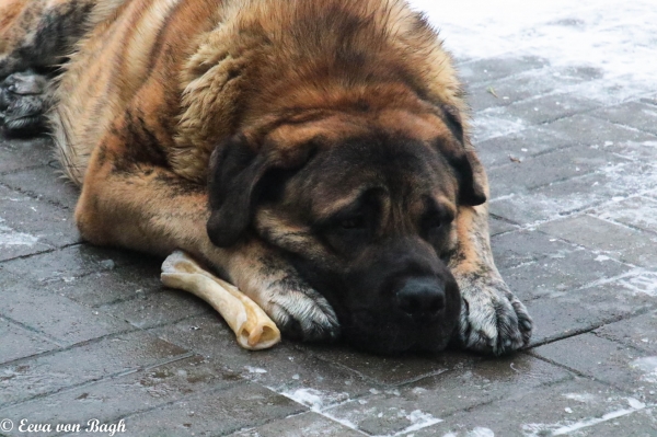 Resting with bone - Uzi lu Darewa
Uzi lu Darewa
Keywords: Uzi Lu Darewa antero