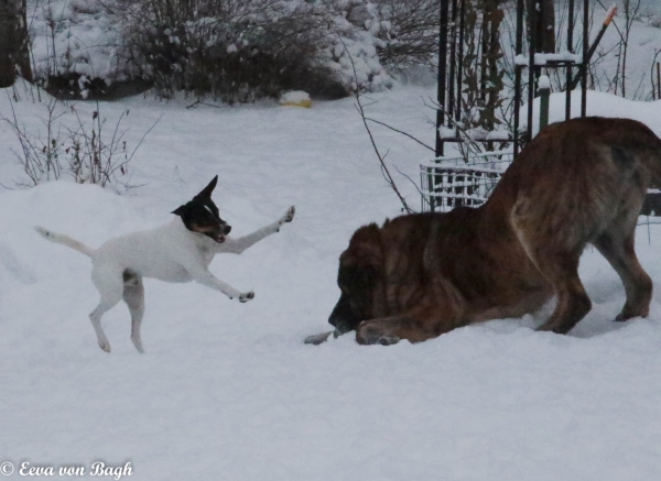 Uzi playing
Uzi with Omar de la Cangueta
Keywords: Uzi Lu Dareva Omar antero snow nieve