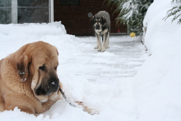 ¿Qué tienes?
Erbi de Anaise & Trueno Bao La Madera
Keywords: antero snow nieve Erbi Trueno