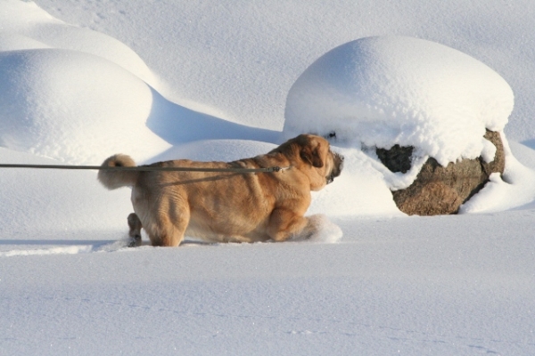 Jugar en nieve - Trueno de Bao la Madera
Keywords: antero snow nieve Trueno