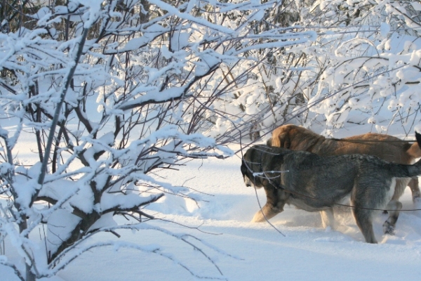 Beleza de invierno
Erbi and Trueno
Keywords: antero snow nieve Erbi Trueno