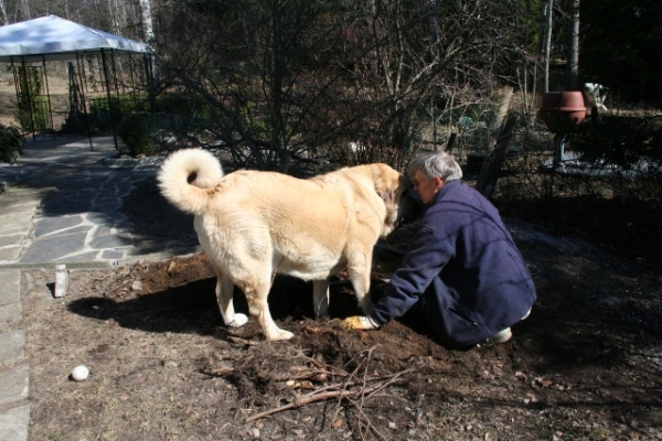 Trueno ayando en el jardin
Keywords: antero Trueno