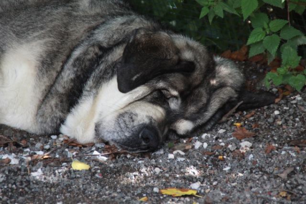 Erbi after a long night watching outside
Keywords: Erbi Anaise