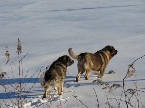 On the ice
Keywords: antero snow nieve QuÃ¡ntum Mastibe Erbi de Anaise