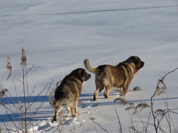 On the ice
Keywords: antero snow nieve QuÃ¡ntum Mastibe Erbi de Anaise