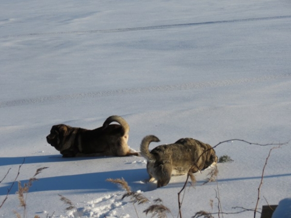 Quántum and Erbi in deep snow
Keywords: antero snow nieve QuÃ¡ntum Mastibe Erbi de Anaise