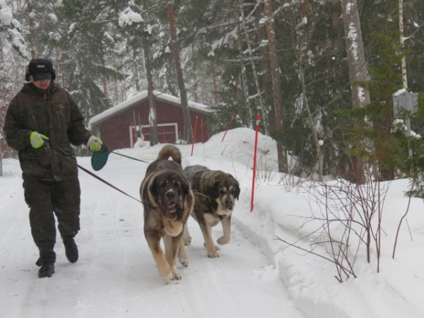 Winter walk
Keywords: antero snow nieve Erbi QuÃ¡ntum