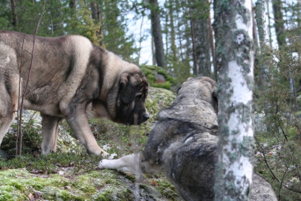 Reseraching the forest
Quántum and Erbi
Keywords: antero Quantum Erbi