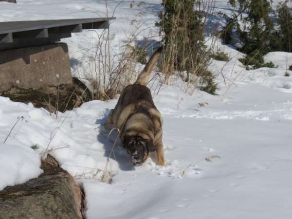 Erbi and Quántum traceing
Keywords: antero QuÃ¡ntum snow nieve