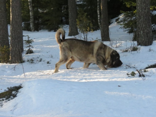 Quantum in the forest - Quántum Mastibe
Keywords: antero snow nieve QuÃ¡ntum Mastibe