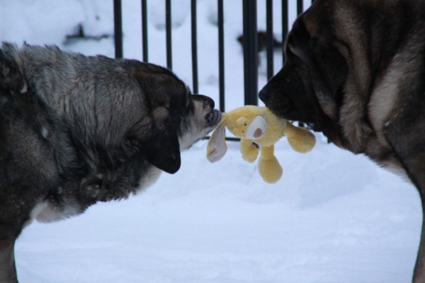 New toy to last a few moments
Erbi and Quántum do like to play with each other
Keywords: antero Erbi QuÃ¡ntum snow nieve antero