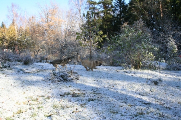 Primero nieve - que allegria!
Erbi y Trueno 
Keywords: antero snow nieve Erbi Trueno