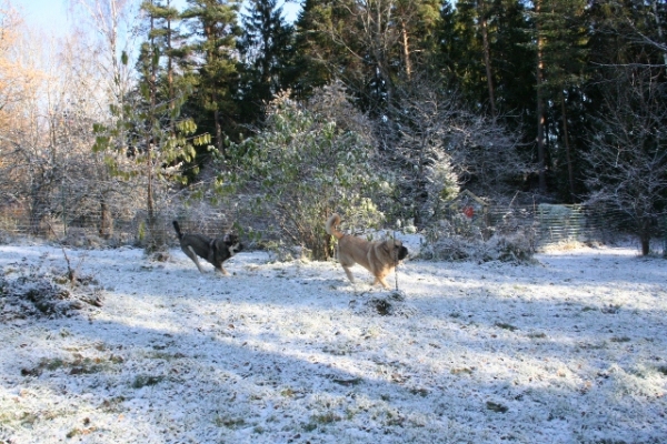 Primero nieve - que allegria!
Erbi y Trueno 
Keywords: antero snow nieve Erbi Trueno