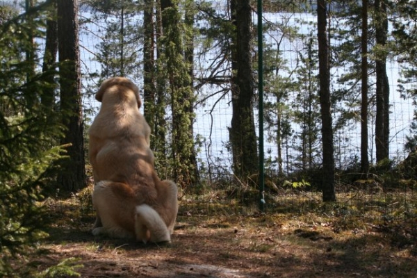 Trueno de Bao La Madera guardando
Keywords: antero