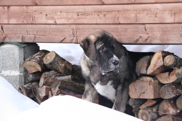 ¿Es necesario que alguien la leña?
Quántum Mastibe 
Keywords: antero snow nieve QuÃ¡ntum