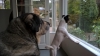 Filename=04_Guarding.jpg
Filesize=226KiB
Dimensions=2048x1154
Date added=%829 %19, %2016 04_Guarding.jpg
