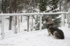 Filename=08_winter.jpg
Filesize=93KiB
Dimensions=960x640
Date added=%830 %19, %2016 08_winter.jpg