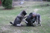 Filename=4_Jugamos.JPG
Filesize=230KiB
Dimensions=640x427
Date added=%798 %07, %2011 4_Jugamos.JPG