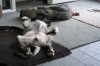 Filename=Chimney_2.JPG
Filesize=178KiB
Dimensions=640x427
Date added=%752 %05, %2010 Chimney_2.JPG