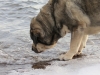 Filename=Erbi_and_Icy_water.jpg
Filesize=121KiB
Dimensions=640x480
Date added=%582 %25, %2011 Erbi_and_Icy_water.jpg