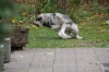 Filename=Erbi_and_Maggpie_2.jpg
Filesize=65KiB
Dimensions=640x427
Date added=%853 %11, %2013 Erbi_and_Maggpie_2.jpg
