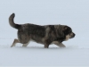 Filename=Erbi_in_snow_2.jpg
Filesize=15KiB
Dimensions=640x480
Date added=%891 %13, %2012 Erbi_in_snow_2.jpg