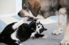 Filename=Erbi_y_Gato.jpg
Filesize=63KiB
Dimensions=640x427
Date added=%741 %02, %2009 Erbi_y_Gato.jpg