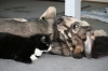 Filename=Erbi_y_Gato_2.jpg
Filesize=65KiB
Dimensions=640x427
Date added=%740 %02, %2009 Erbi_y_Gato_2.jpg