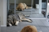 Filename=Erbi_y_Trueno_cansados.JPG
Filesize=144KiB
Dimensions=640x427
Date added=%869 %12, %2009 Erbi_y_Trueno_cansados.JPG