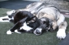 Filename=Quantum_y_Gato.JPG
Filesize=71KiB
Dimensions=640x427
Date added=%728 %25, %2010 Quantum_y_Gato.JPG