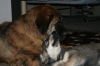 Filename=Siru_ja_Erbi.jpg
Filesize=59KiB
Dimensions=640x427
Date added=%504 %12, %2008 Siru_ja_Erbi.jpg