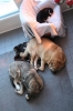 Filename=Sleeping.JPG
Filesize=57KiB
Dimensions=427x640
Date added=%796 %05, %2010 Sleeping.JPG