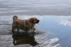 Filename=Trueno_y_hielo.JPG
Filesize=150KiB
Dimensions=640x427
Date added=%673 %30, %2010 Trueno_y_hielo.JPG