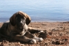 Filename=at_strand_2.JPG
Filesize=190KiB
Dimensions=640x427
Date added=%842 %28, %2010 at_strand_2.JPG