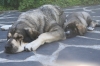 Filename=cansado.JPG
Filesize=172KiB
Dimensions=640x427
Date added=%490 %06, %2010 cansado.JPG