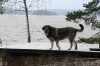 Filename=joulukuu_23_pvä.JPG
Filesize=178KiB
Dimensions=640x427
Date added=%913 %25, %2011 joulukuu_23_pvä.JPG